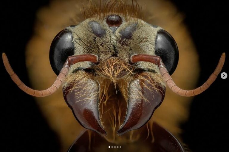 natgeo ant